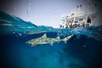 Barco y tiburón limón nadando bajo el agua - foto de stock
