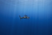 Requin soyeux et poissons pilotes nageant côte à côte — Photo de stock