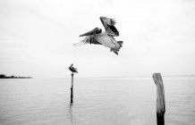 Pelican flying past wooden mooring post — Stock Photo