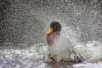 Duck splashing water — Stock Photo