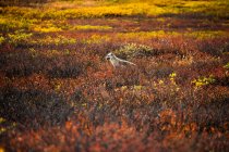 Волк на цветном лугу — стоковое фото