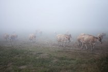 Коровы Джерси в тумане — стоковое фото