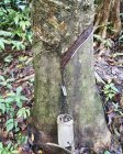 Постукивание по резиновому дереву — стоковое фото