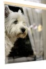 West Highland terrier bianco — Foto stock