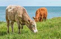 Коровы пасутся на траве — стоковое фото