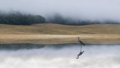 Кранові в озеро на світанку — стокове фото