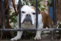 Bulldog looking through fence — Stock Photo