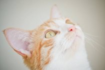Портрет кішка — стокове фото
