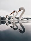 Barcos cisnes reflejándose en el agua - foto de stock