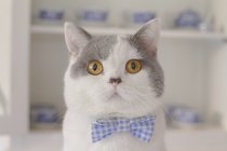 Portrait of cat wearing bow tie — Stock Photo