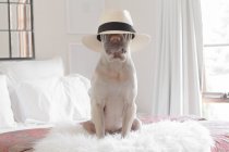 Shar-pei cão usando chapéu — Fotografia de Stock