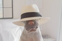 Shar-pei dog wearing hat — Stock Photo