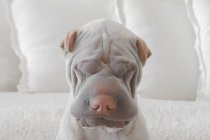 Retrato de perro shar-pei - foto de stock