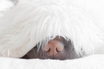 Шар-пейская собака спит — стоковое фото