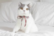 Кошка, сидящая на кровати — стоковое фото