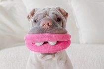 Портрет шар-пейского пса — стоковое фото