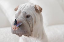 Portrait of shar-pei dog — Stock Photo