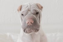 Портрет тривожної собаки — стокове фото