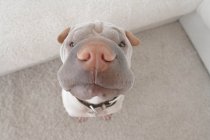 Shar-pei waiting for food — Stock Photo