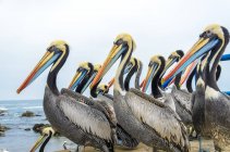 Стая пеликанов на берегу моря — стоковое фото