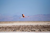 Flamingo volando sobre el desierto - foto de stock
