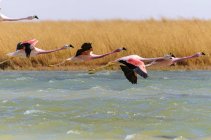 Flamingos fliegen über See — Stockfoto