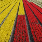 Красные и желтые тюльпаны в поле — стоковое фото