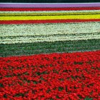 Campo multicolorido com tulipas — Fotografia de Stock