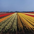 Campo multicolor con tulipanes - foto de stock