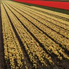 Feld mit gelben und roten Tulpen — Stockfoto