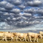 Cattle walking in field — Stock Photo