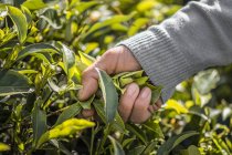 Hand picking tea leaves — Stock Photo