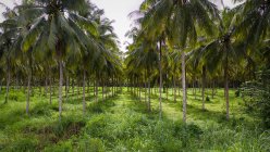 Ряды кокосовых деревьев — стоковое фото