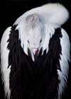 Retrato de ave pelícana - foto de stock