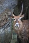 Portrait of antelope, Indonesia — Stock Photo