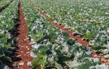 Rows of organic cabbage at farm — Stock Photo
