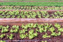 Filas de verduras orgánicas en la granja - foto de stock