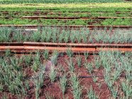 Reihen von Bio-Gemüse auf dem Bauernhof — Stockfoto