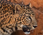 Retrato de leopardo, Sudáfrica - foto de stock
