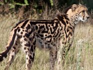 Re ghepardo nel cespuglio — Foto stock