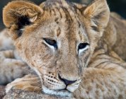 Lion cub resting on stone — Stock Photo