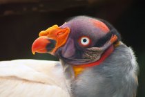 King Vulture, South Africa — Stock Photo