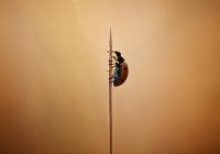 Ladybug crawling up — Stock Photo