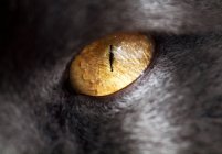 Olho de gato persa — Fotografia de Stock