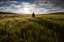 Homme debout dans le champ au coucher du soleil — Stock Photo