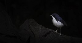 Azul siberiano Robin — Fotografia de Stock