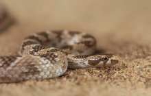 Serpent à tête plate, Lytorhynchus diadema — Photo de stock