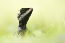 Forest lizard, Calotes emma, Thailand — Stock Photo