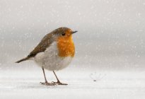 Robin europeo en la nieve - foto de stock