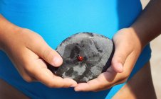 Hands holding stone with ladybug on — Stock Photo